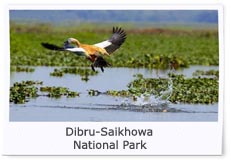 Dibru Saikhowa National Park