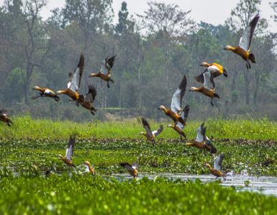 Dibru-Saikhowa National Park: Assam’s Untamed River Paradise